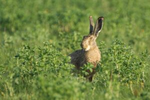 Nein zum neuen Jagdgesetz