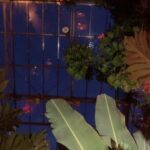 Tropische Pflanzen im Tropenhaus Wolhusen
